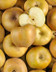 7430 POMME CANADA GRISE.jpg