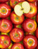 7576 POMME PIROUETTE.jpg