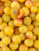 7630 PRUNE MIRABELLE.jpg