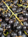 7761_raisins_seedless.jpg