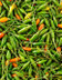 7865 PIMENT OISEAU.jpg