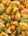 7890 Physalis Vrac.jpg