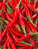 7962 Mini Piment Rouge Thaï.jpg