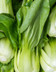 7971_Shangai Pak Choi.jpg