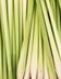 7976_Lemon Grass-Citronelle.jpg