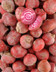 8191  bis Betterave chioggia.jpg