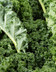 8235_Chou Kale copie.jpg