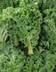 8235 KALE.jpg