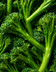 8240 - MINI BROCOLI BIMI.png