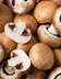 8301_Champignon brun géant.jpg