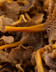 8316_Chanterelle grise vrac 2.jpg