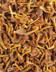 8333 CHANTERELLE GRISE.jpg