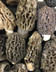 8342 - Morilles.jpg