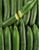 8384 CONCOMBRE.jpg