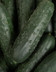 8391_Concombre Noa Espagne.jpg