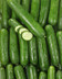 8393 CONCOMBRE SELECTION AU KG.jpg