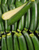 8433 La courgette en filet.jpg