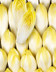 8470 L Endive.jpg