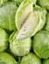 8486 CHOUX VERT-min.jpg