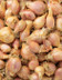 8491 Echalote Primeur.jpg