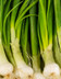 8671_oignon_botte_italie.jpg