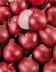 8700 OIGNON ROUGE.jpg
