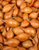 8709_Oignon Saucier.jpg
