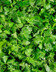 8741 PERSIL LISSE-min.jpg
