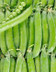 8765 PETITS POIS IMPORT.jpg