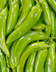 8779 PIMENT VERT FRANCE.jpg