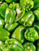8850 POIVRON VERT.jpg