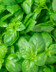 9219 Basilic en motte.jpg