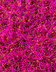 9245 Graines germees betteraves rouges-2.jpg