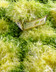 9283 Salade Frisée Fine.jpg