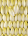 9302 Jeunes poussses d'endives.jpg