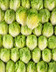 9313 Les têtes de salade sucrine.jpg