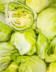 9316 SALADE ICEBERG.jpg