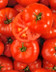 9348 TOMATES GROSSES FARCIES.jpg