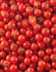 9376 Tomate cerise rouge HVE.jpg