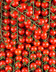 9402 LA TOMATE CERISE ROUGE GRAPPE HVE-min.jpg