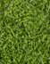 9416 Roquette Barquette 100 gr_barquette.jpg