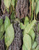 9423_Bouquet garni.jpg