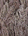 9424_Thym sec.jpg