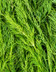 9451_aneth_bouquet.jpg