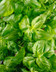 9452 basilic Grosse feuille .jpg