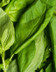 9452_basilic_bouquet.jpg