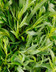 9456 Estragon Bouquet .jpg