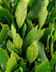 9457 Laurier Frais .jpg