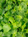 9459 menthe.jpg