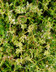 9467 Thym.jpg